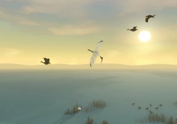 Storm Boy EN/DE/FR/RU/ES Global