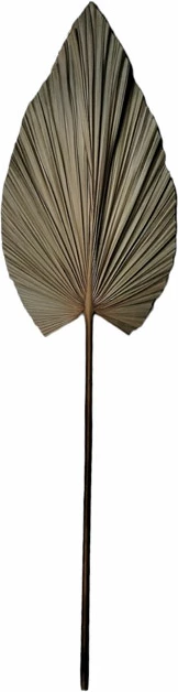 Gjethe dekorative Leafen I nga FOLEJA, gjethe palme natyrale