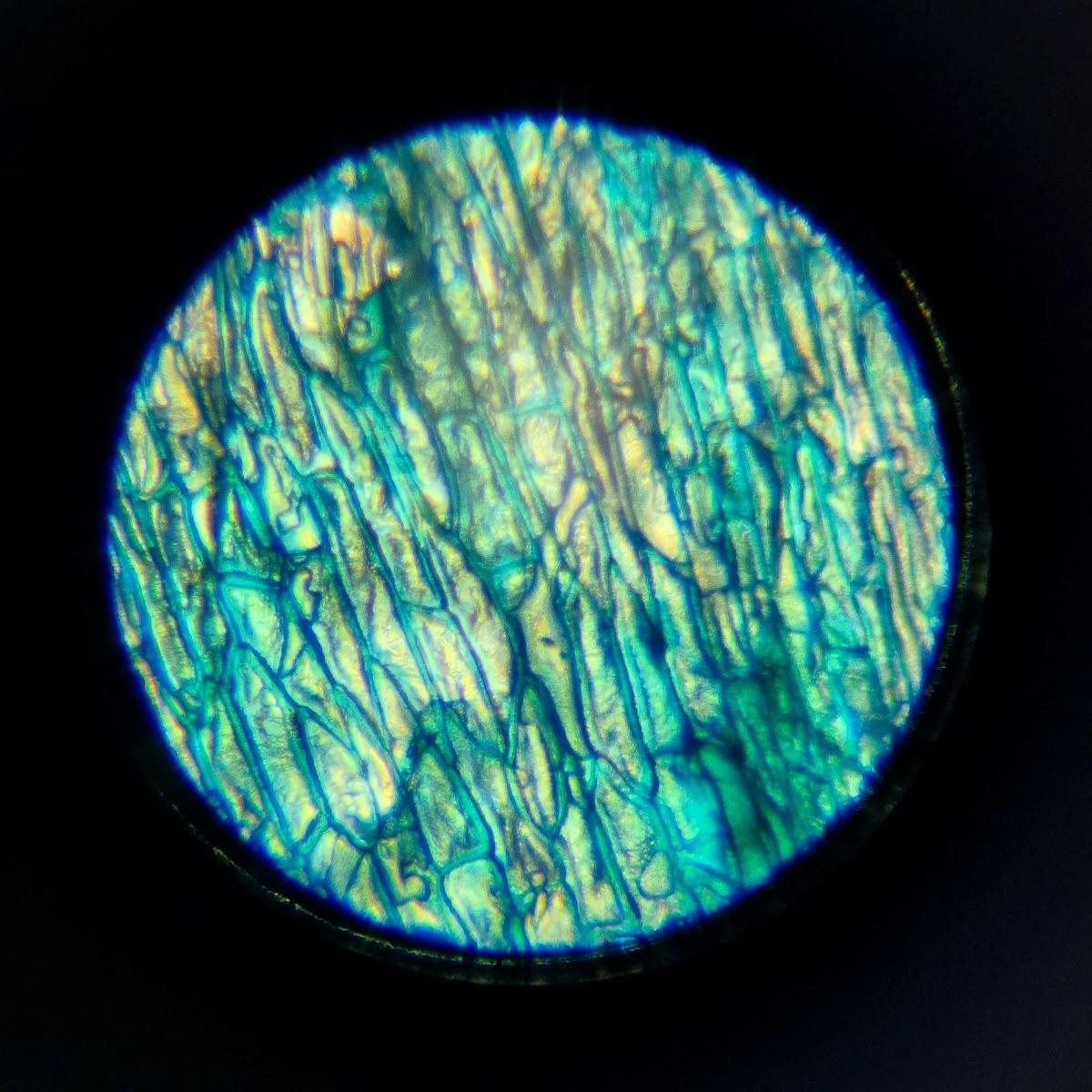 Mikroskop Lisciani I’m a Genius, set edukativ, plastikë, zmadhim deri 1200x, për fëmijë