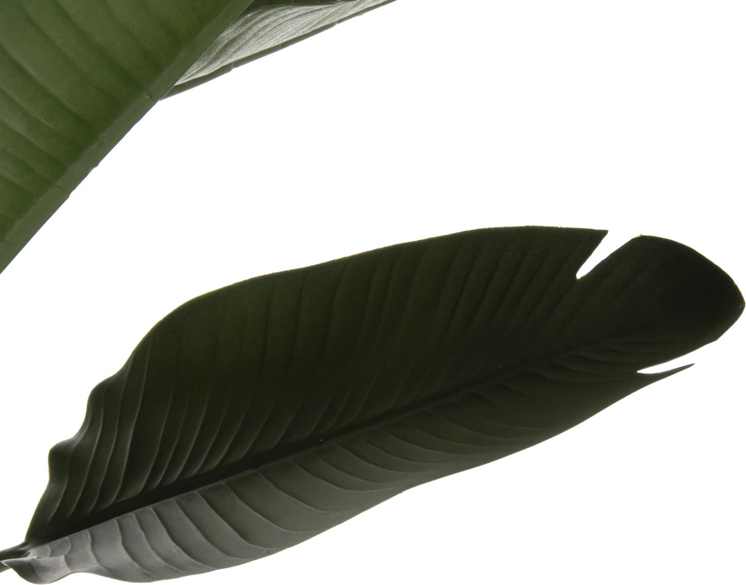 Bimë dekorative sintetike në vazo FH7982, Strelitziaceae, 150 cm, Φ17x14.5 cm