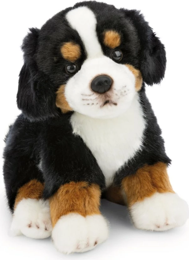 Nici Loder E Bute 20Cm Qenushi Bernese 62603