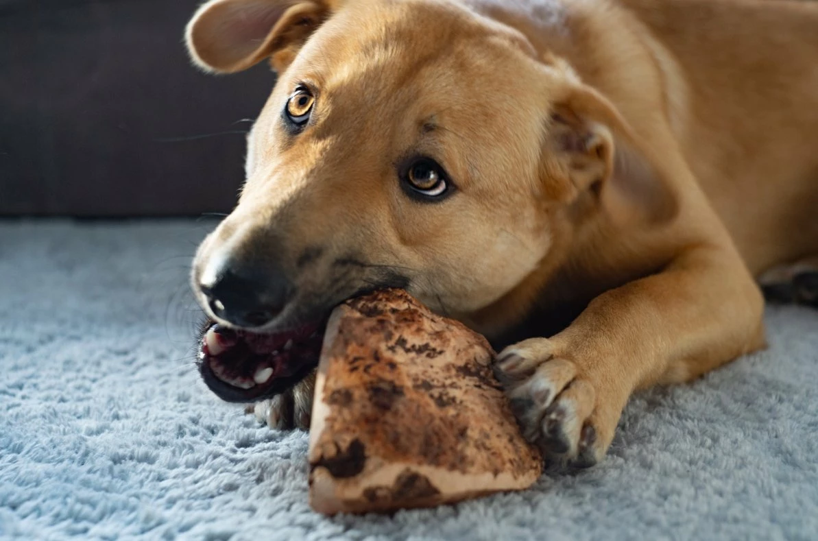 Lodër përtypëse prej rrënjë shqope 4DOGS, size M (për qen 5–10 kg), 151–300 g