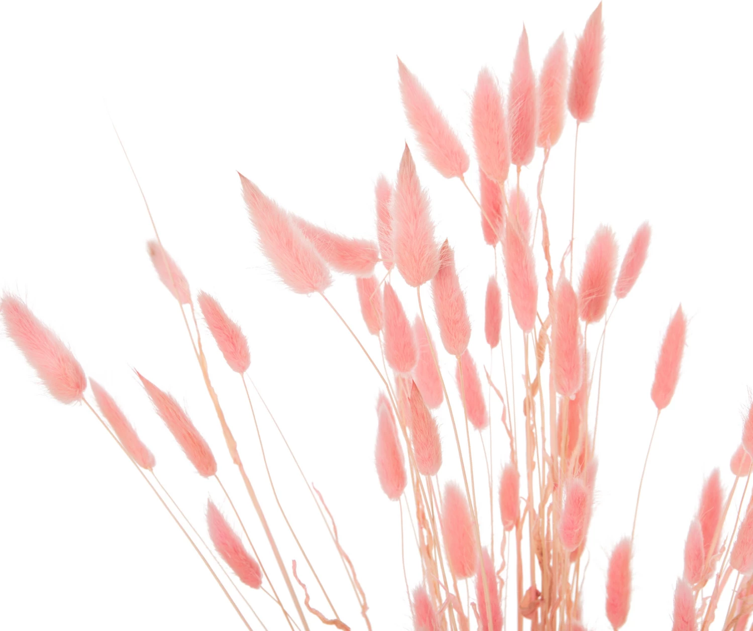 Buqetë dekorative e tharë, bisht lepuri, FH7960, rozë, 75H cm