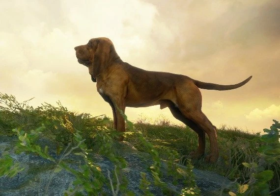 theHunter: Call of the Wild - Bloodhound DLC Global