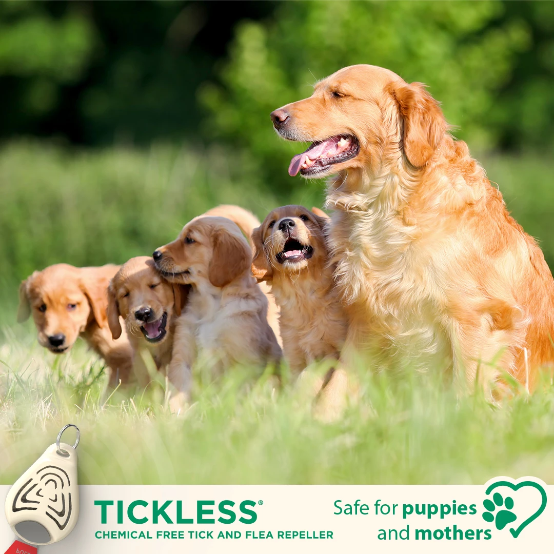 Tickless PET - Beige