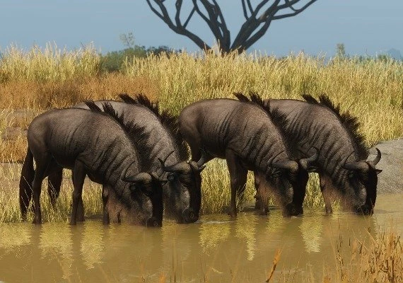 Planet Zoo - Grasslands Animal Pack DLC Global