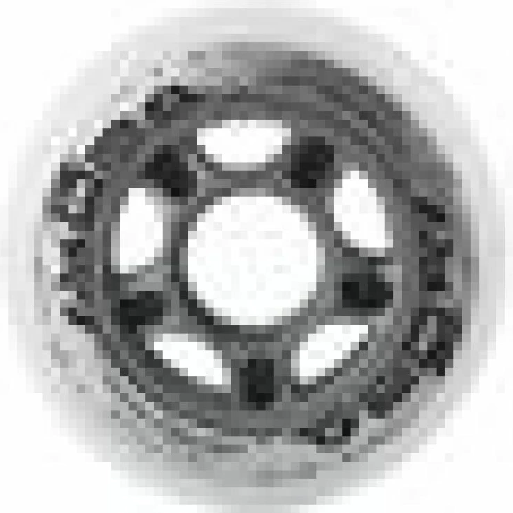 Rrota për rollera Nils Extreme, të bardha