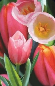 Kartolinë mini 3D Worth-Keeping Tulip Card 180178, 1 copë