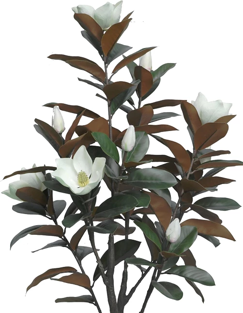 Bimë dekorative Mangola I në vazo, e bardhë, pp, H155cm