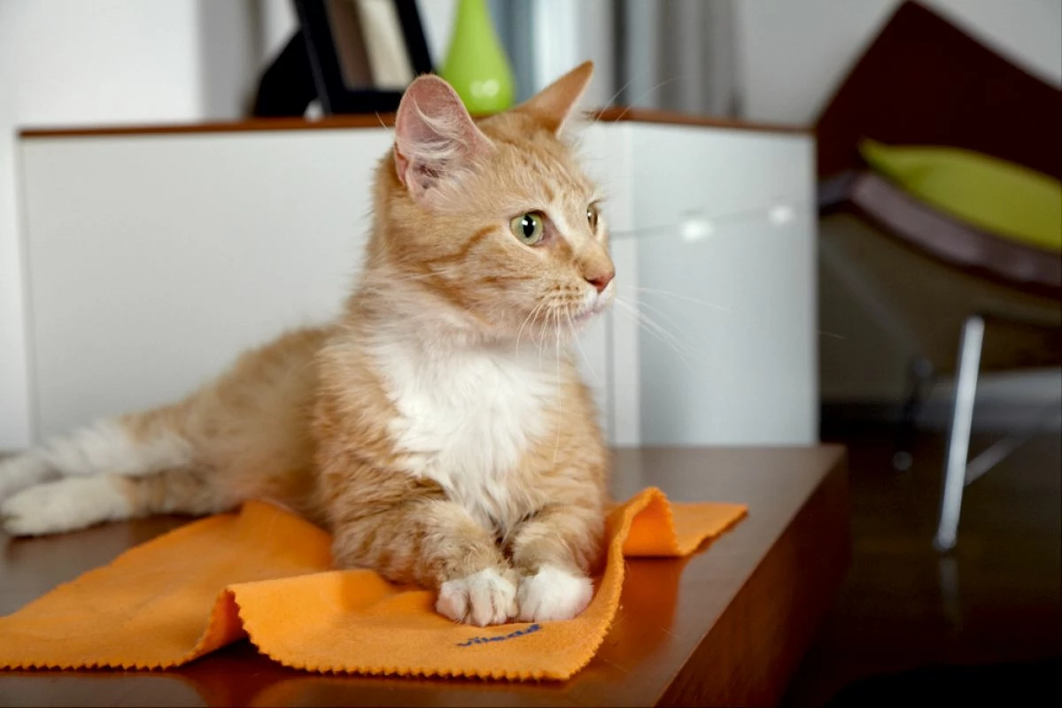 Leckë pluhuri Vileda Dust 141302 mikrofibër, portokalli