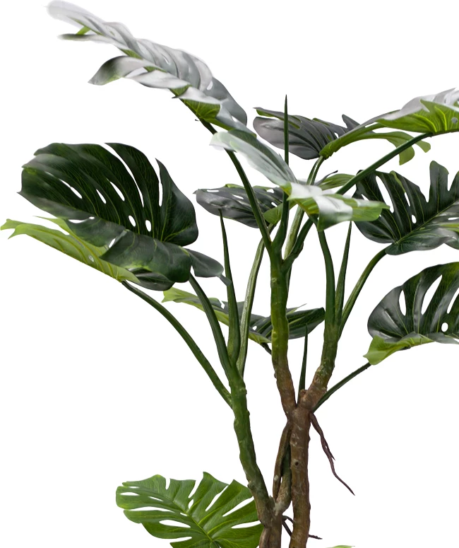 Bimë dekorative Monstera III, ngjyrë e gjelbër, pp, 180cm