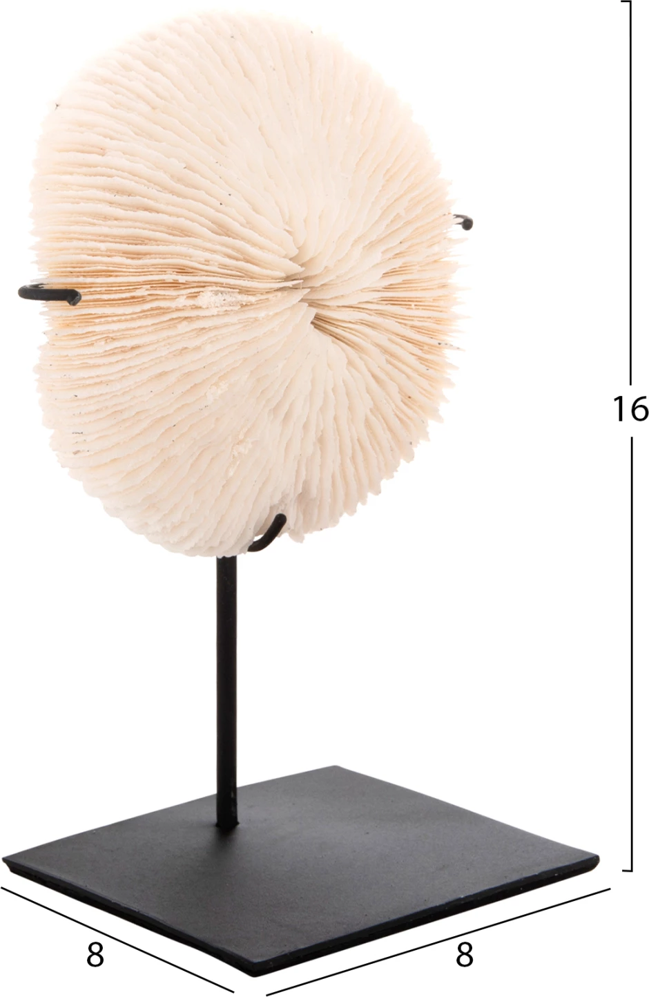 Dekor Tavoline FH4273 koral në ngjyrë natyrale - qëndrim metalik i zi 8x8x16H cm