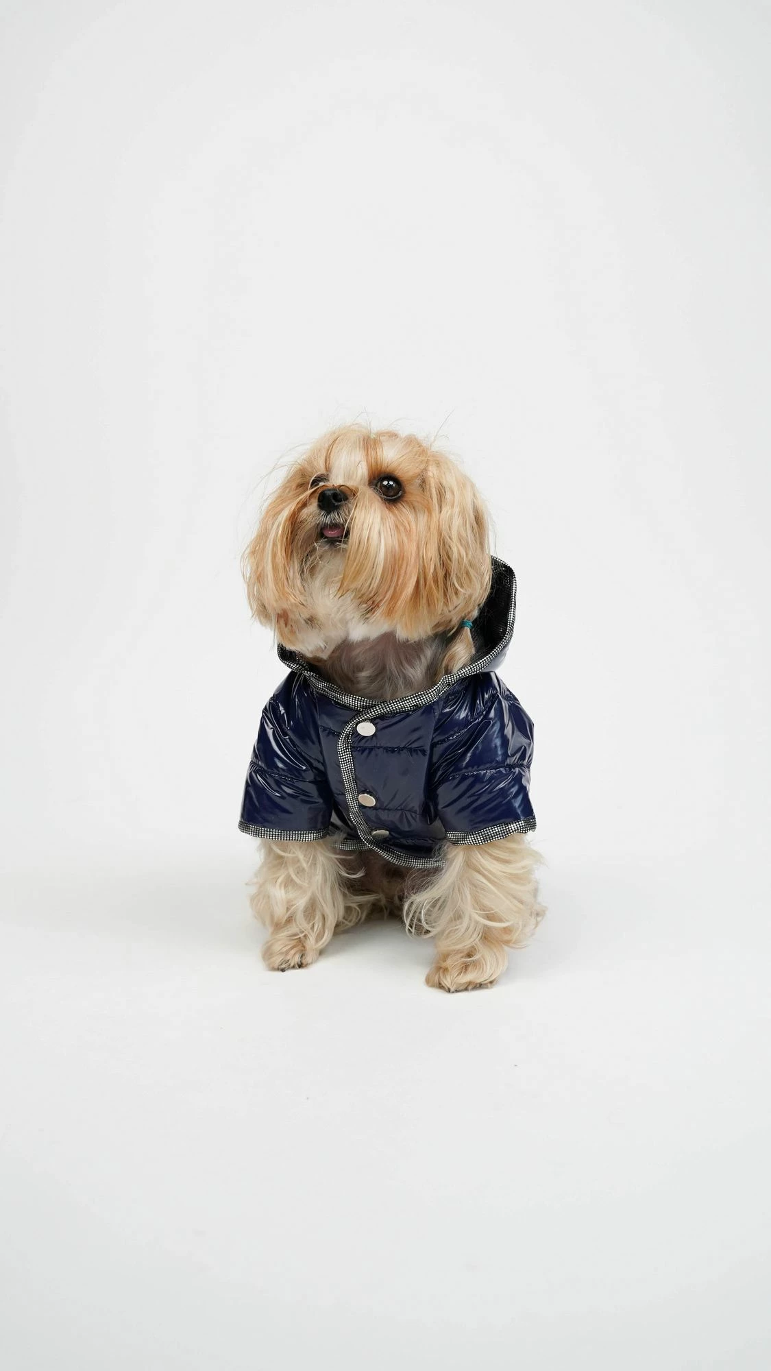 Bluze për qen, Moncler, indigo, XXL
