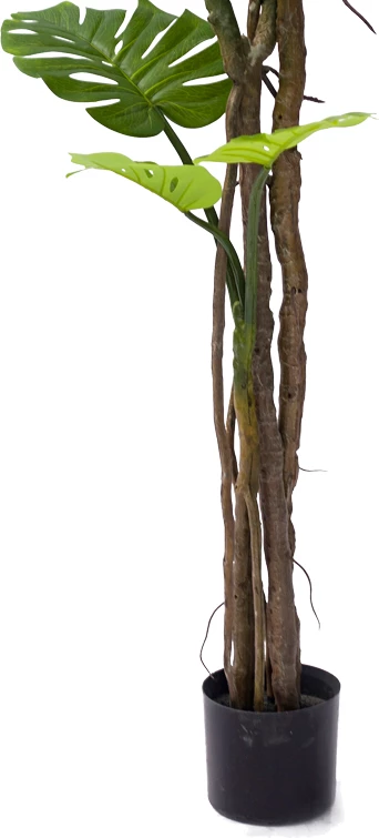 Bimë dekorative Monstera III, ngjyrë e gjelbër, pp, 180cm