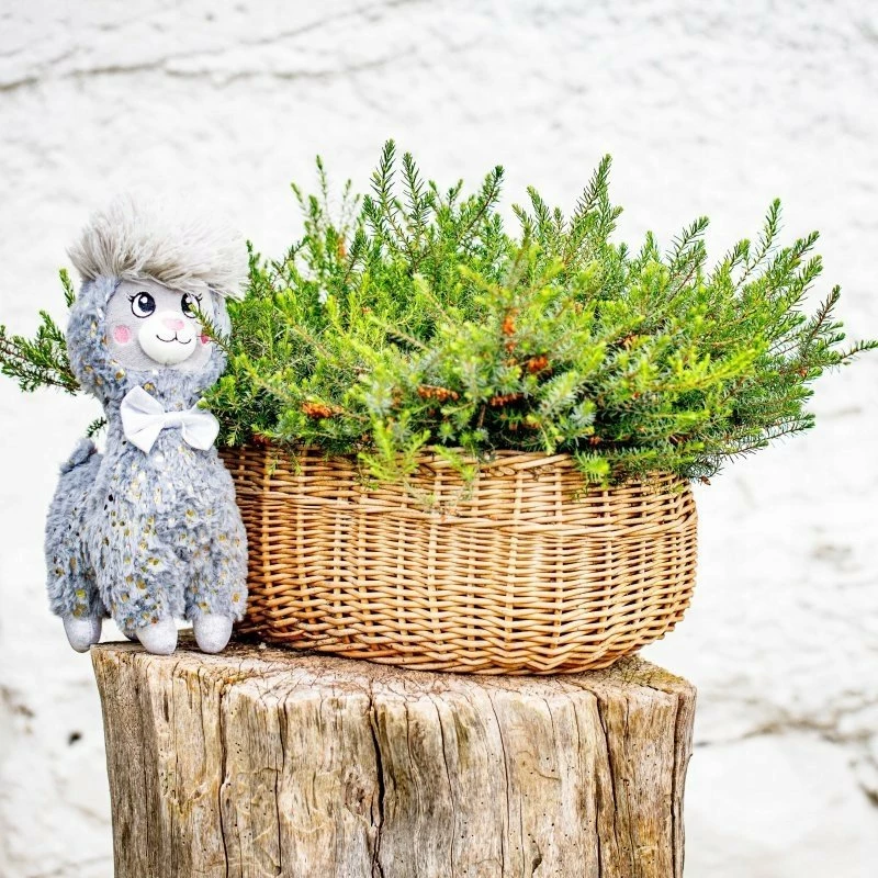 Lodër pelushi alpaka InnoGio InnoGIO Alpaca 30 cm, gri