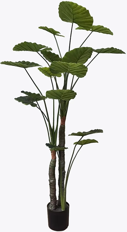 Bimë dekorative Taro në vazo, ngjyrë e gjelbër, D90x180cm