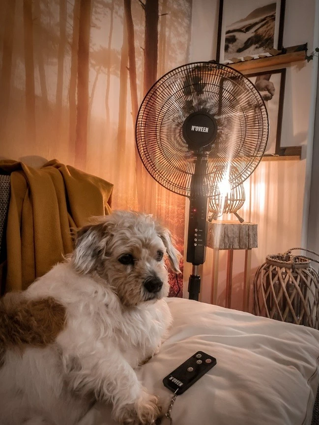 Ventilator N'OVEEN F455 me telekomandë, 16"/40 cm, i zi