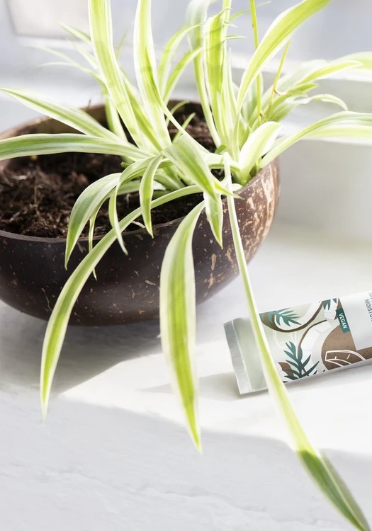 Balm Duarsh me Kokos 30 ML