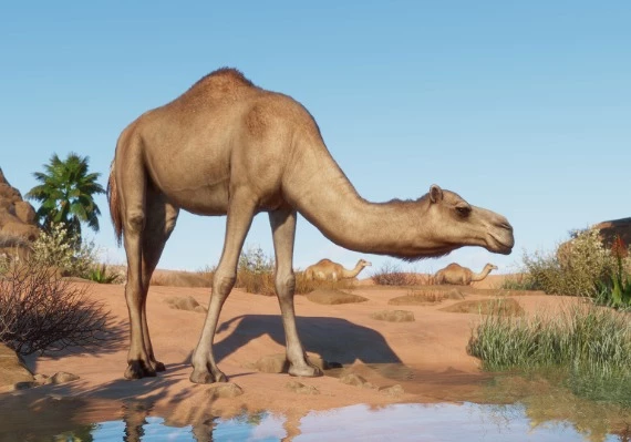 Planet Zoo - Arid Animal Pack DLC Global