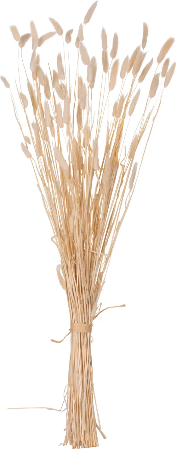 Buqetë dekorative e tharë, bisht lepuri, FH7959, krem, 76H cm