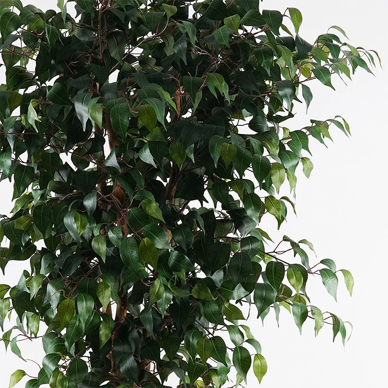 Bimë dekorative në vazo, Banyan, ngjyrë e gjelbër, 95x180cm