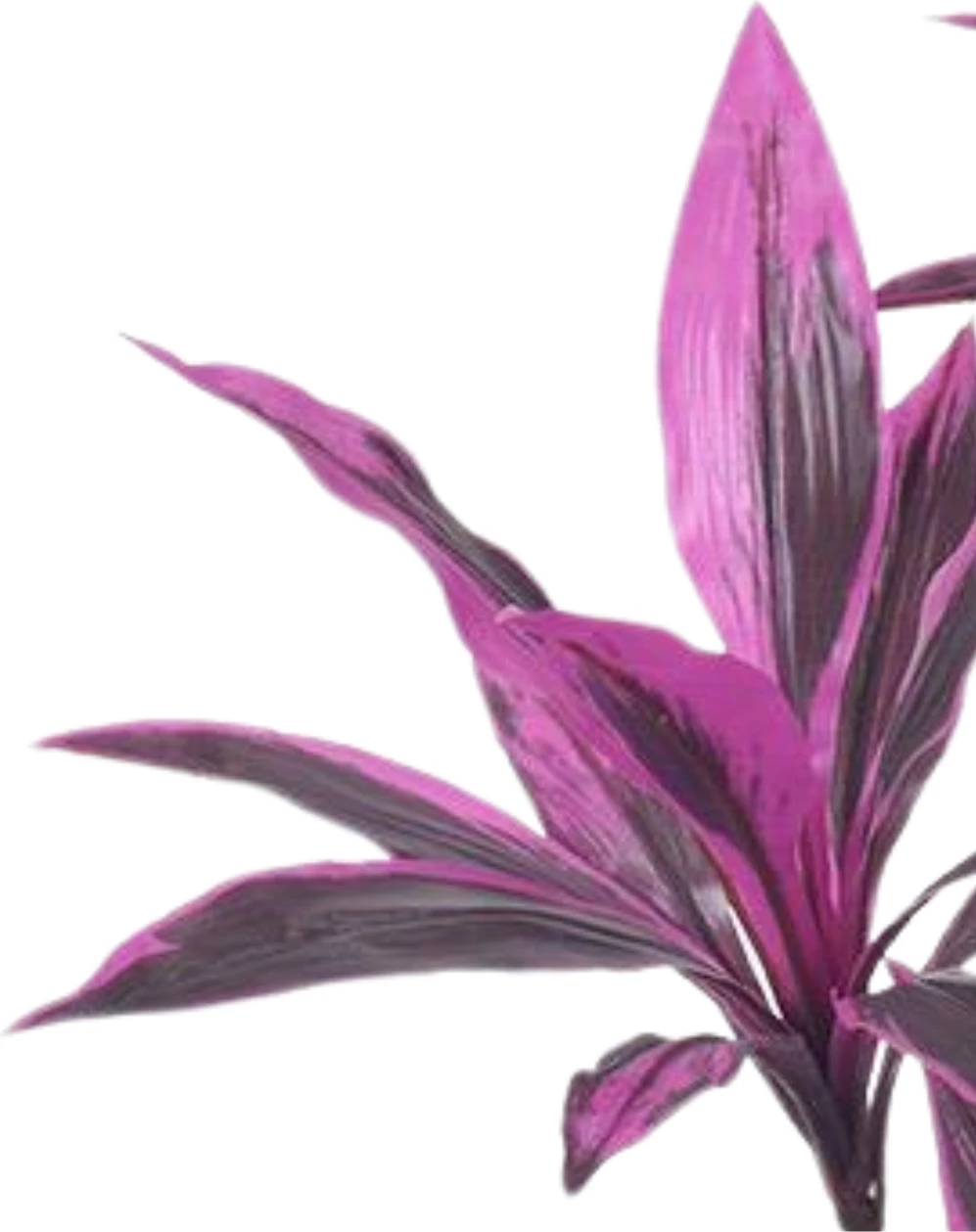 Bimë artificiale Pink Dracaena, 90 cm