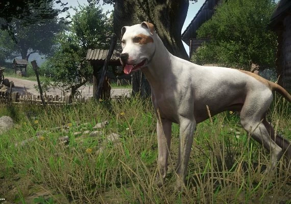 Kingdom Come: Deliverance - A Woman's Lot DLC EN/DE/FR/IT/PL/CS/RU/ES Global
