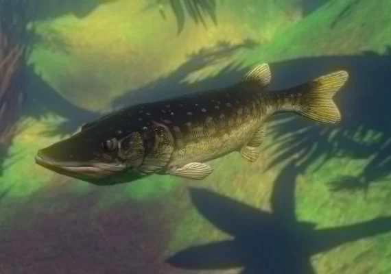 Feed and Grow: Fish EN Global