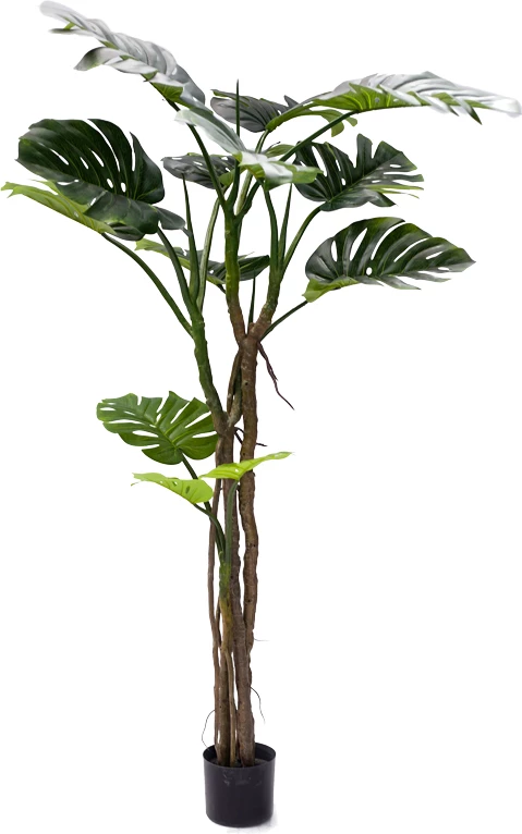 Bimë dekorative Monstera III, ngjyrë e gjelbër, pp, 180cm