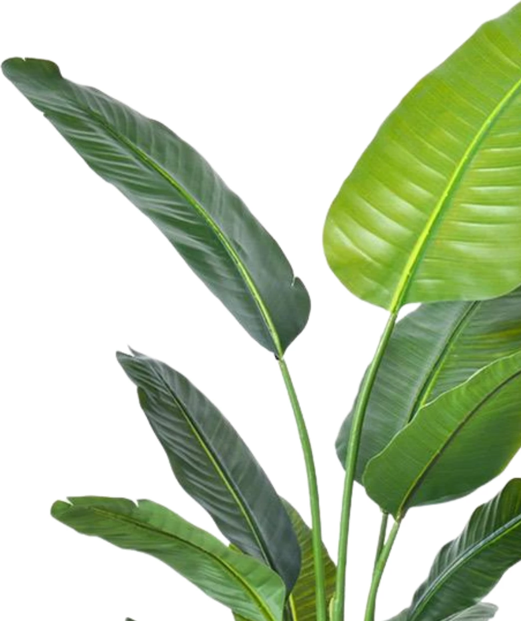 Bimë artificiale Travellers‘ Palm, 220 cm