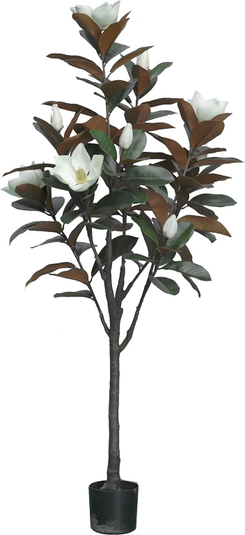 Bimë dekorative Mangola I në vazo, e bardhë, pp, H155cm