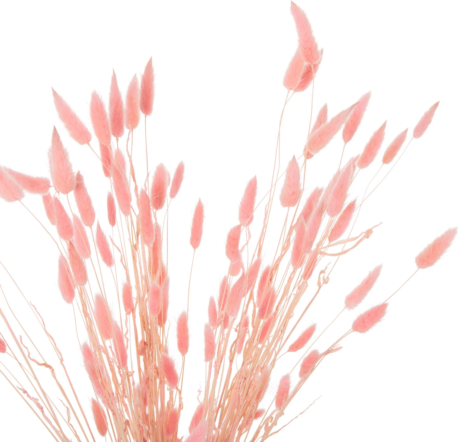 Buqetë dekorative e tharë, bisht lepuri, FH7960, rozë, 75H cm