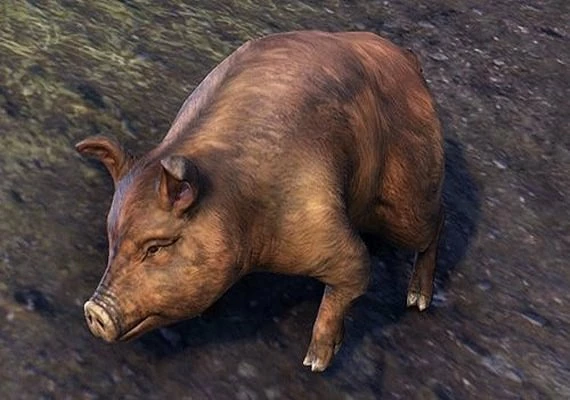 Bristlegut Piglet (vanity pet) + 15 days of ESO Plus EN Global