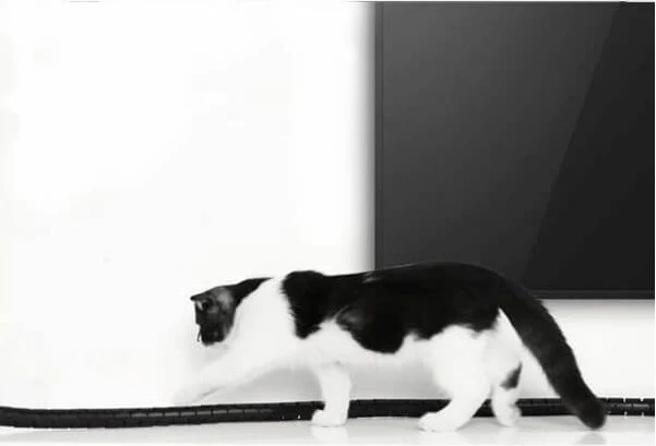 Spiralë për menaxhim kabllosh UGREEN 30818, 25mm, 1.5m, material PE, polybag