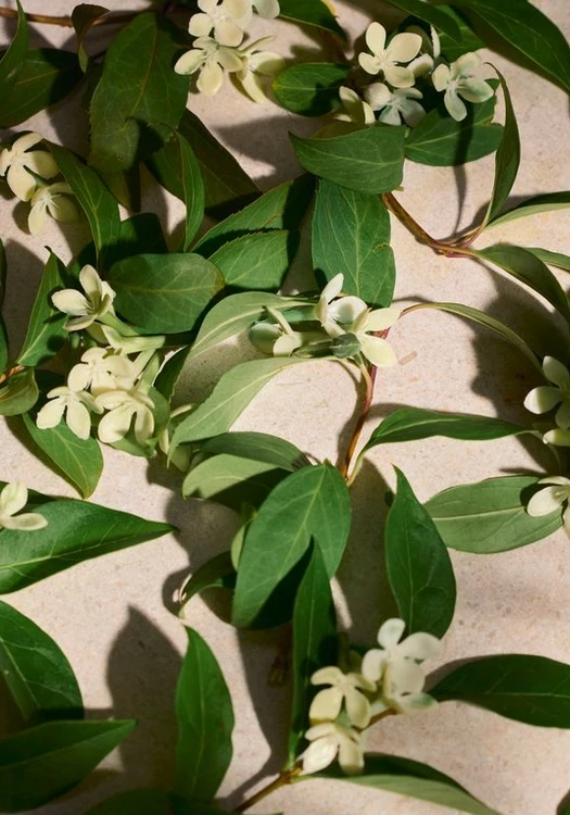 Full Orange Blossom Eau de Parfum 75 ML