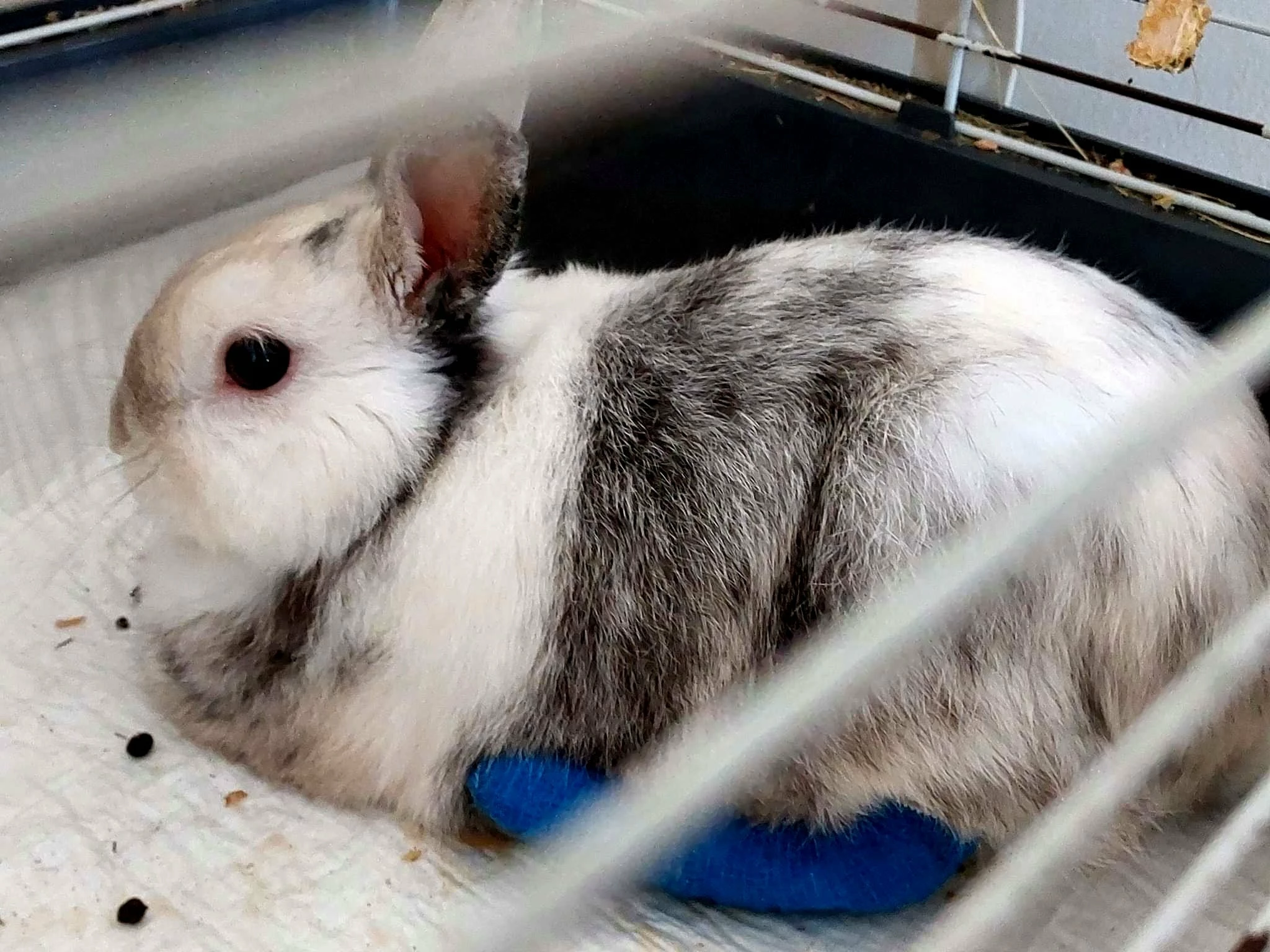 Pllaka higjienike për kafshë Bounn 45x60 cm, absorbim deri 500 ml, 100 copë, blu