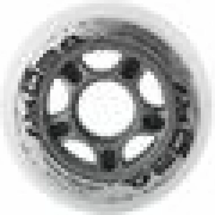 Rrota për rollera Nils Extreme, të bardha