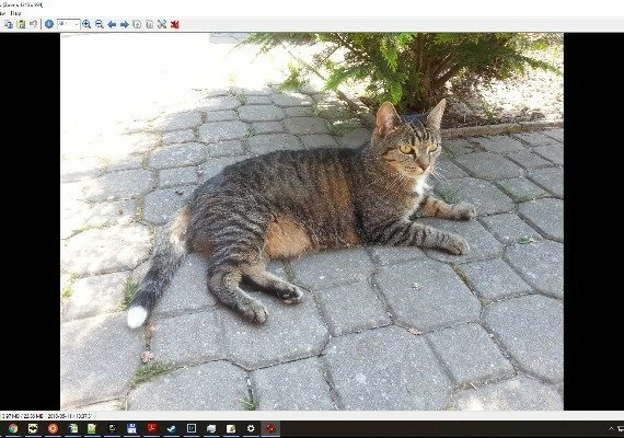 The USB Stick Found in the Grass EN Global