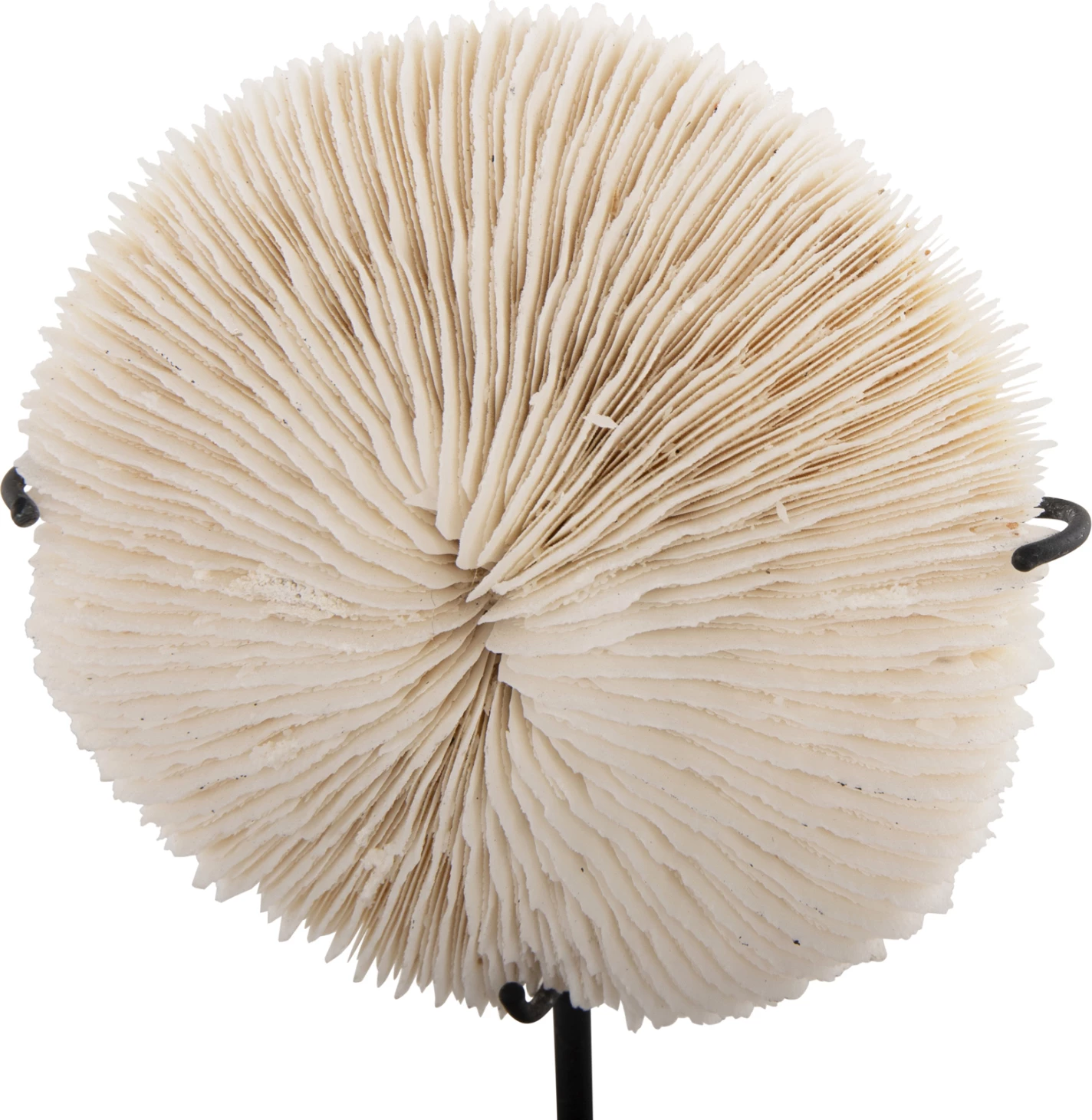 Dekor Tavoline FH4273 koral në ngjyrë natyrale - qëndrim metalik i zi 8x8x16H cm