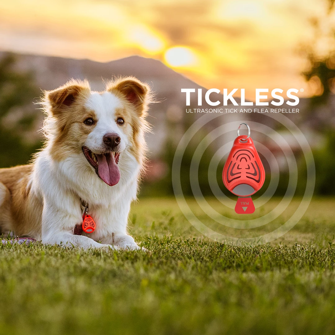 Tickless PET - Orange