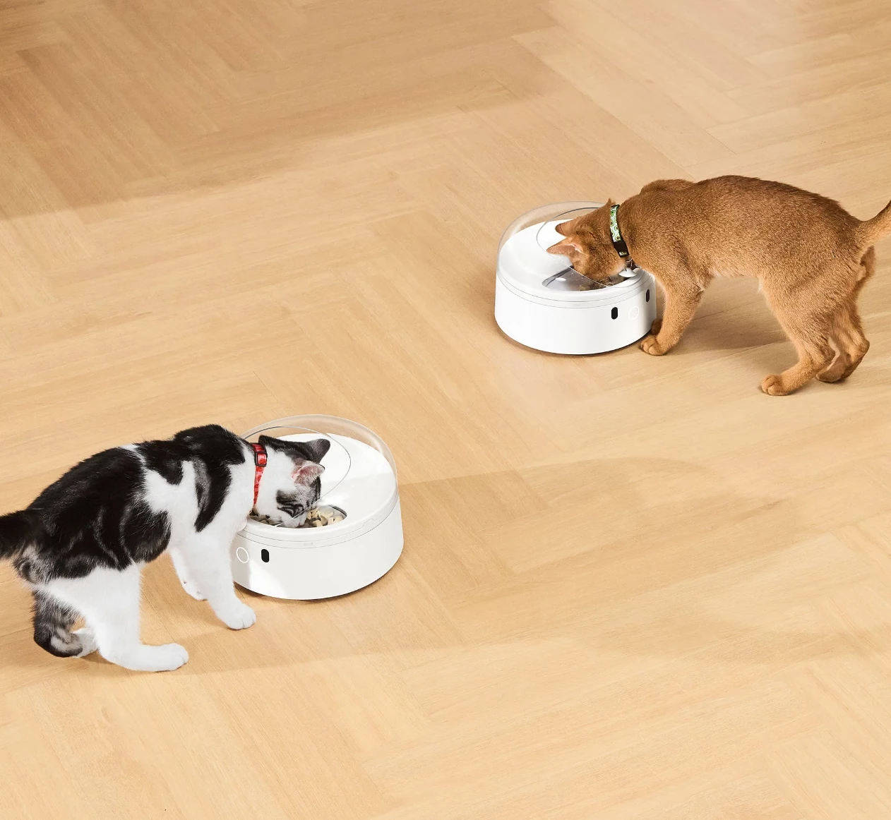 Dispenser smart ushqimi për mace Catlink F03, 400 ml, RFID + njohje fytyre, i bardhë, set me qafore + RFID tag