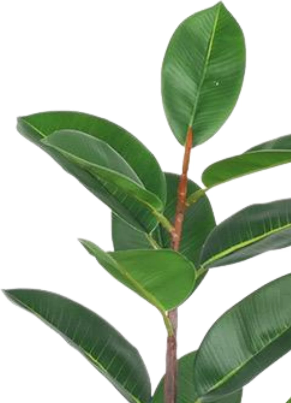 Bimë artificiale Rubber Tree 90 cm