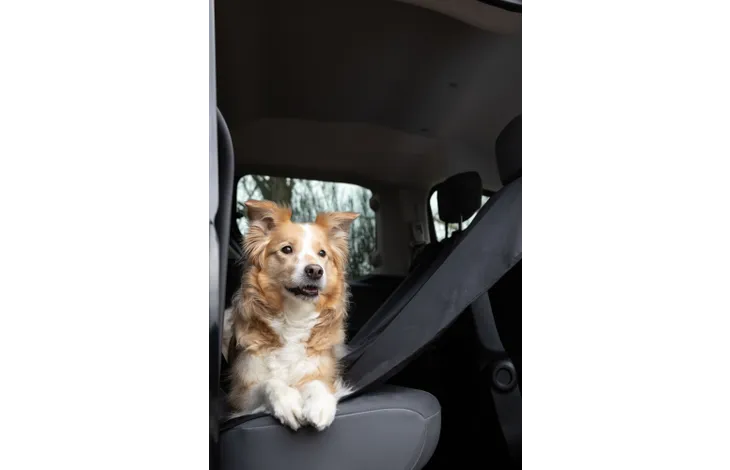 Mbulesë për makinë Flamingo, për qen, e zezë