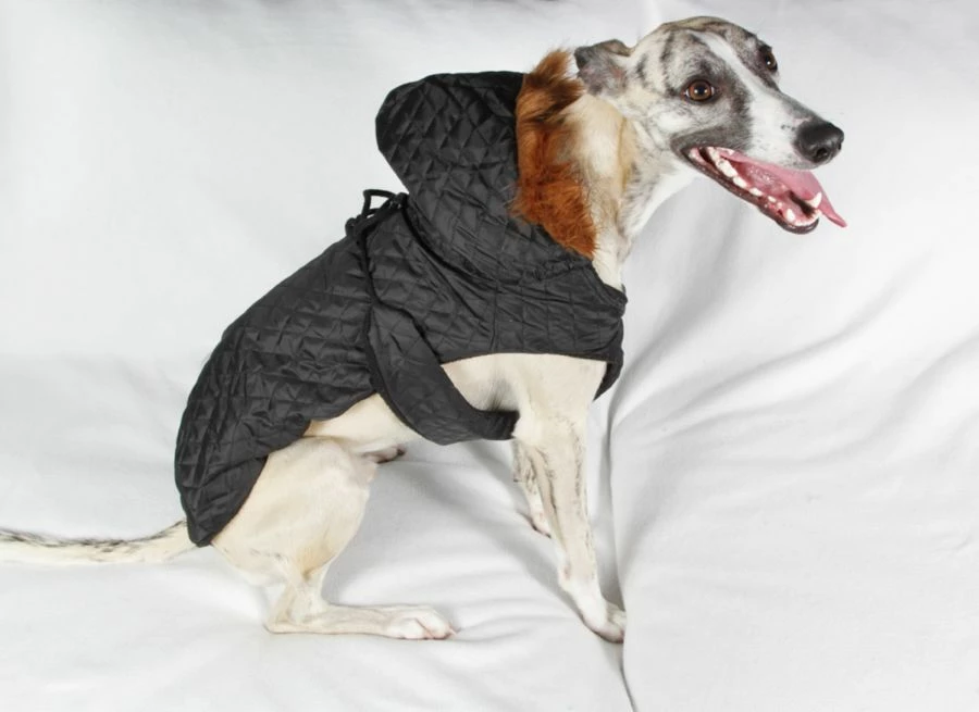 Pallto për qen Grande Finale Derka pikoj, madhësi 5 (33 cm), e zezë