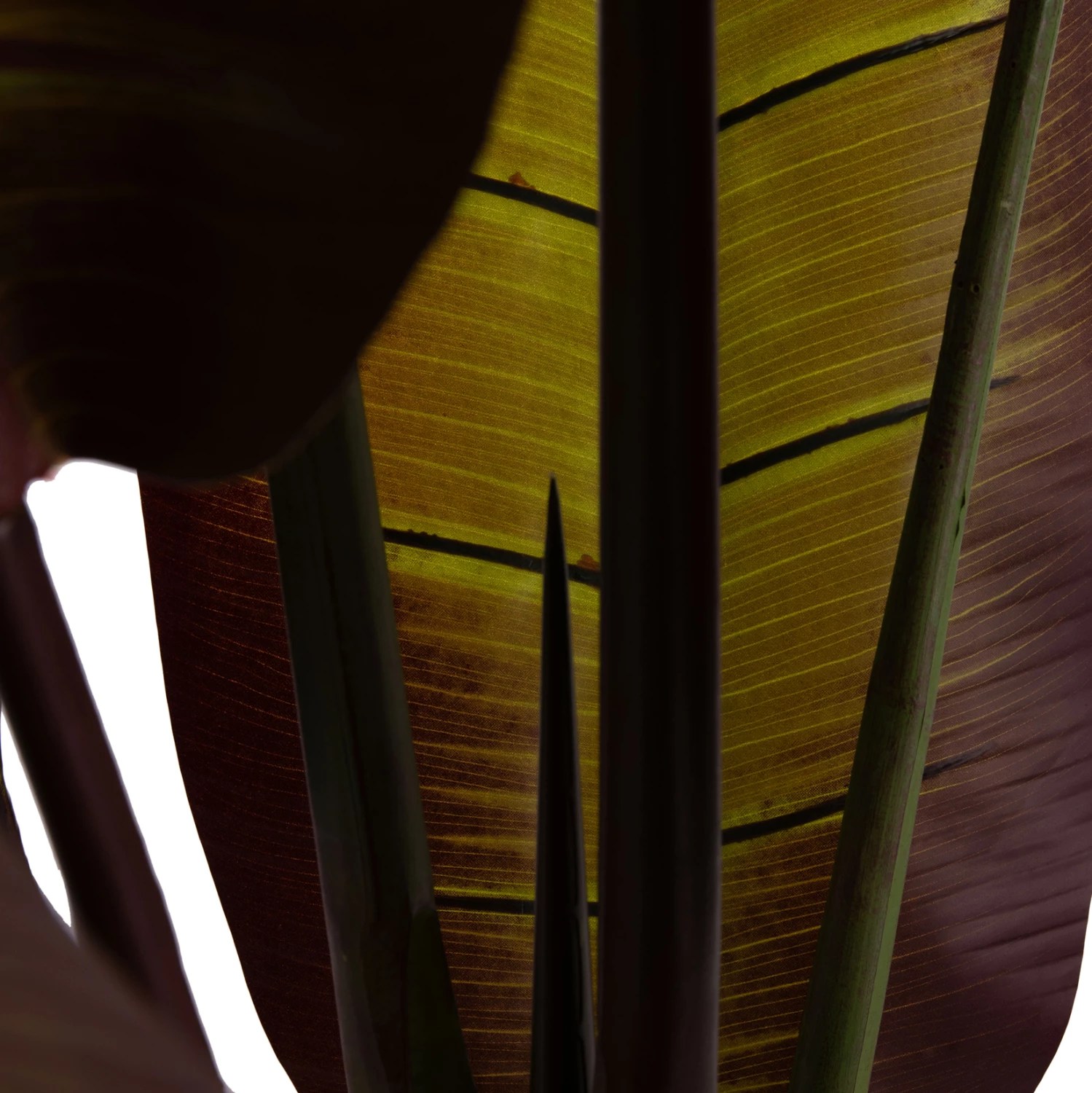 Bimë sintetike dekorative, banane japoneze, vazo, 85x75x225cm