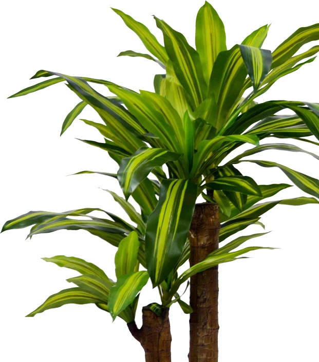 Bimë dekorative Dracaena në vazo, ngjyrë e gjelbër, 110cm