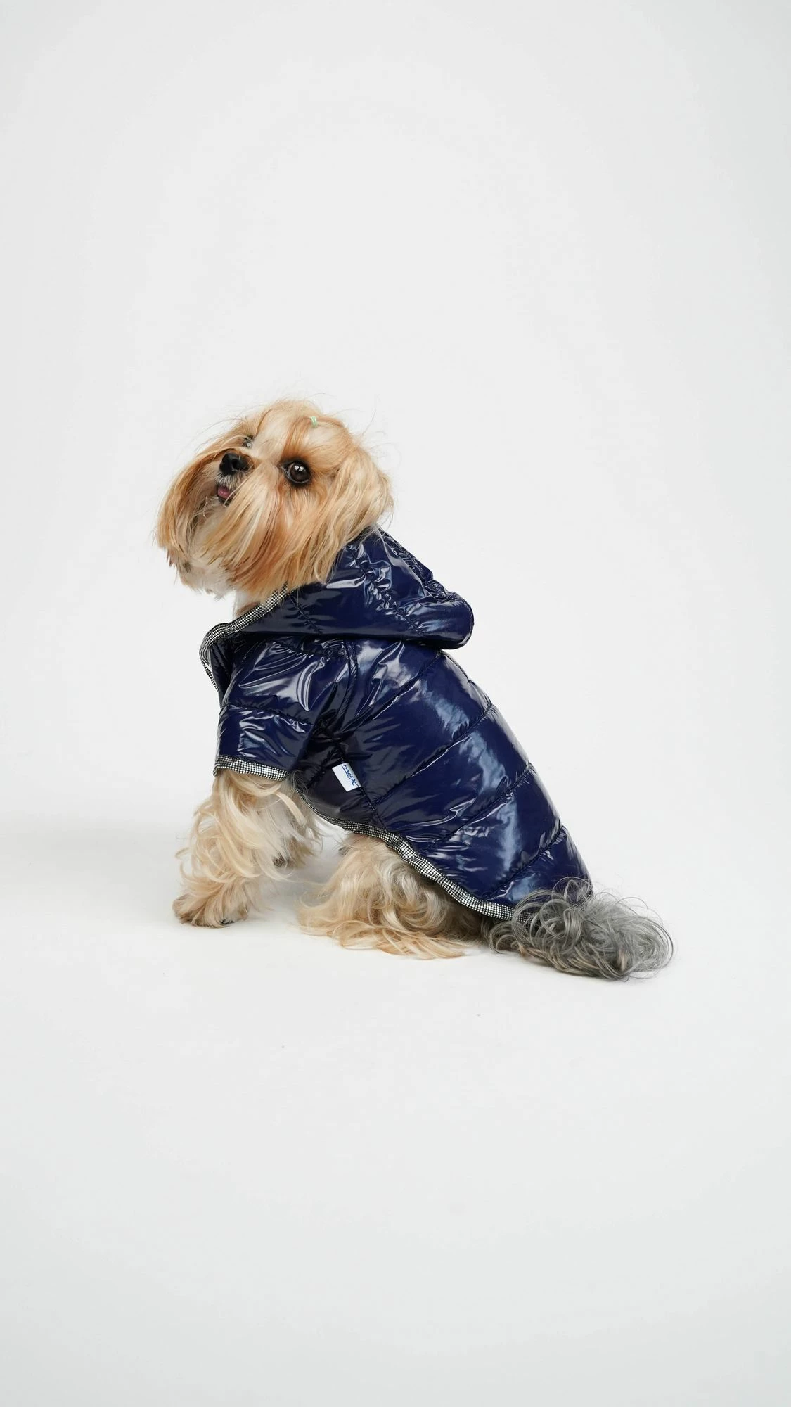 Bluze për qen, Moncler, indigo, XXL
