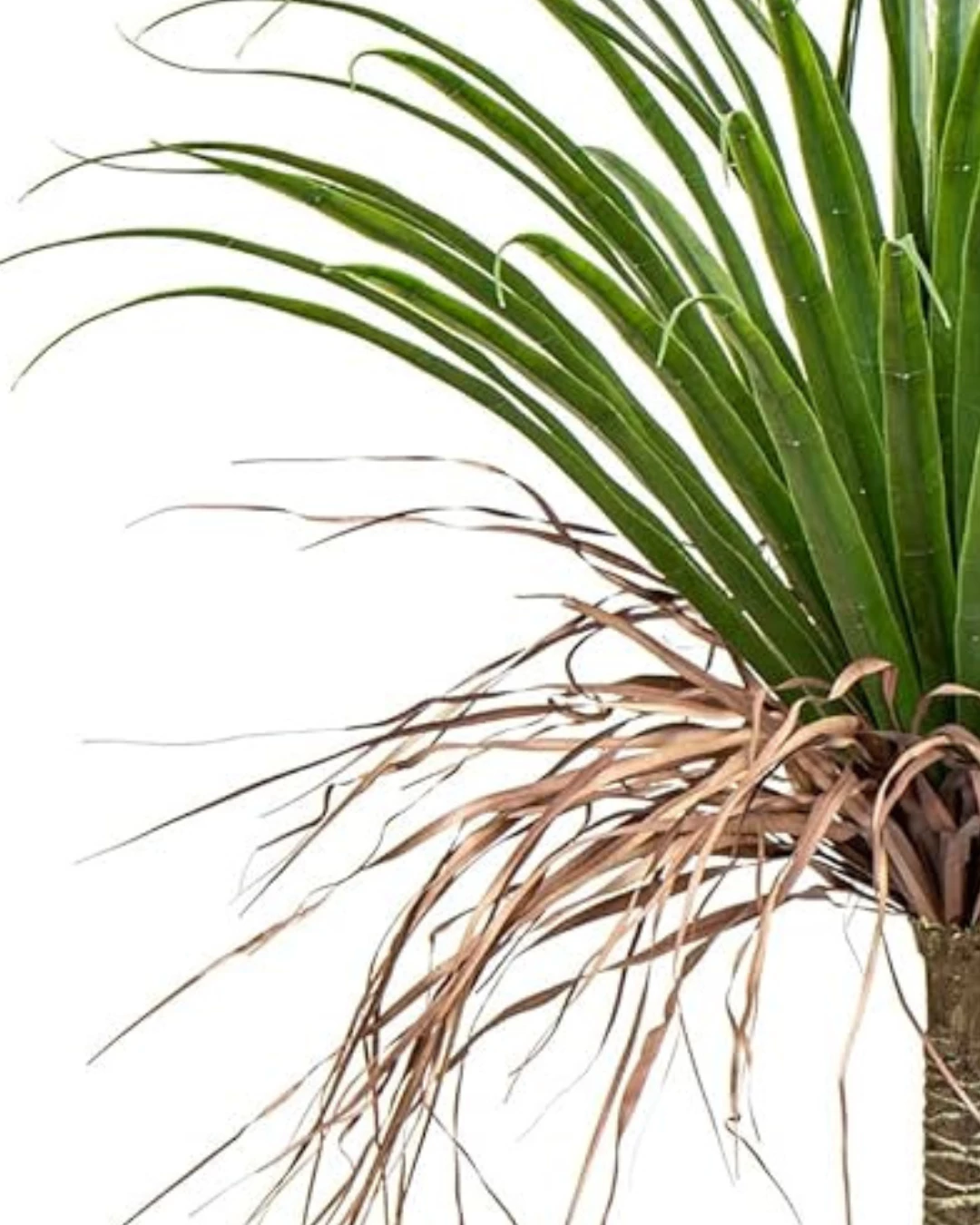 Bimë artificiale Palm Tree, 180 cm