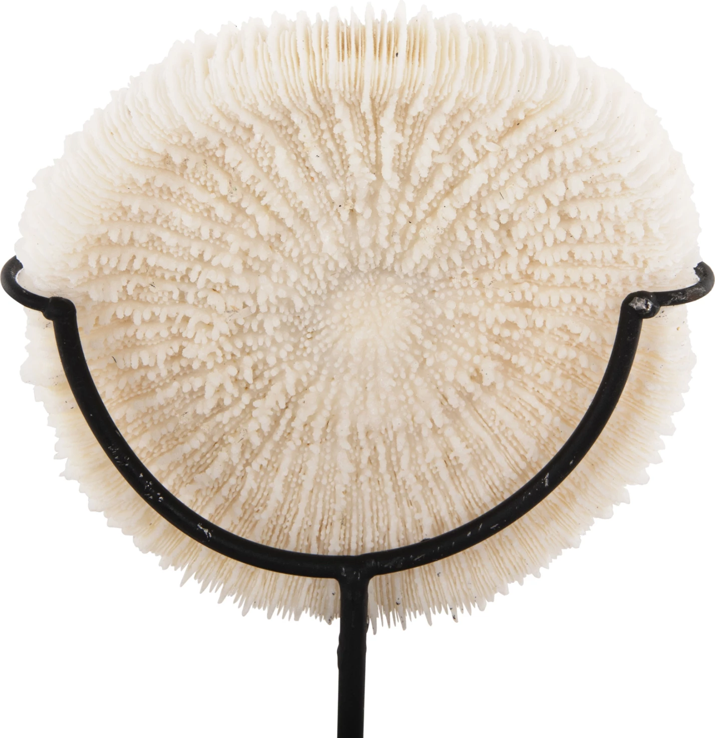 Dekor Tavoline FH4273 koral në ngjyrë natyrale - qëndrim metalik i zi 8x8x16H cm