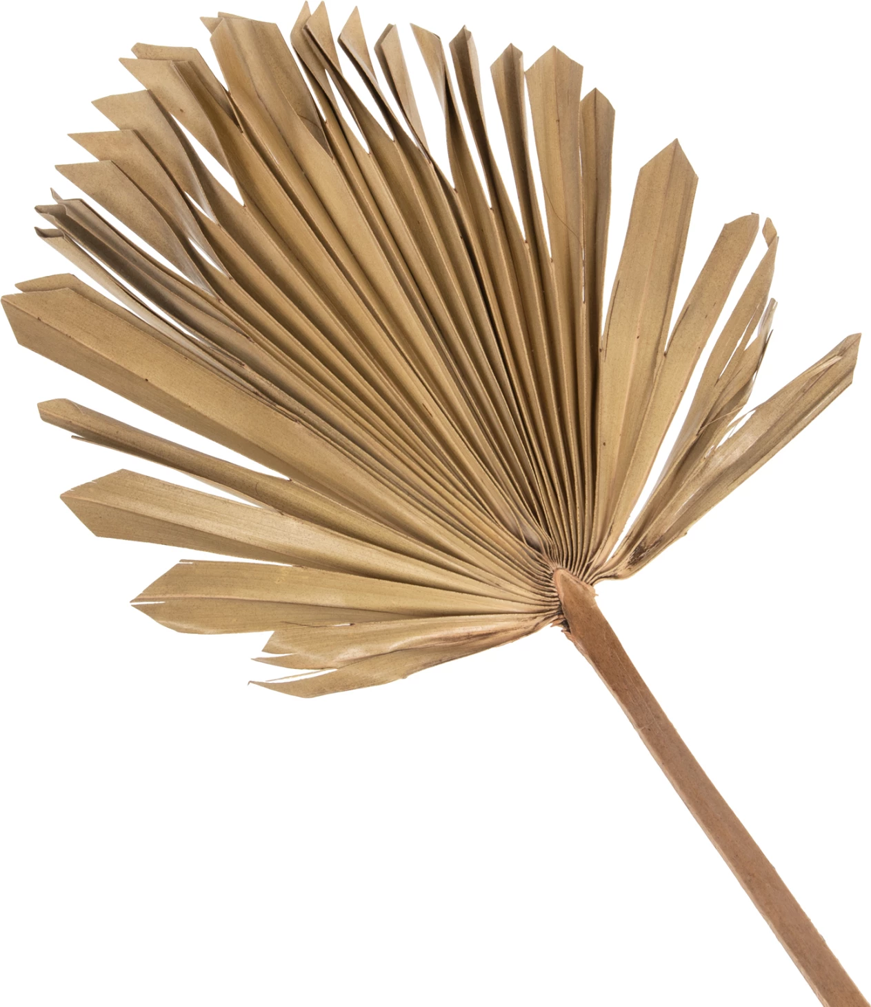 Dekor muri FH7876, gjethe palme e tharë, ngjyrë natyrale, 30x102x3 cm